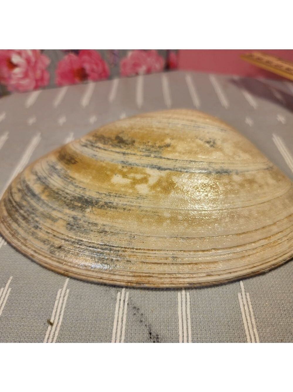 DECOUPAGE CLAM SHELL DECOUPAGE BLUE BIRD ON A CLAM SHELL TRINKET DISH - Picture 10 of 10